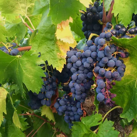 Maison Bacchus